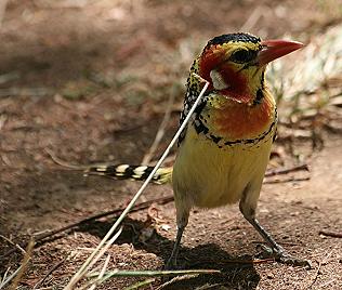 Flammenkopf Bartvogel (trachyphornus erythrocepahlus) Red-and-yellow Barbet
